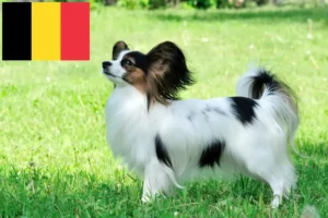 Mehr über den Artikel erfahren Kontinentaler Zwergspaniel Züchter und Welpen in Belgien