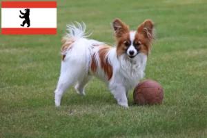 Mehr über den Artikel erfahren Kontinentaler Zwergspaniel Züchter und Welpen in Berlin