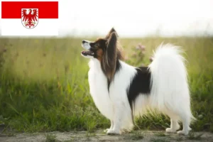 Mehr über den Artikel erfahren Kontinentaler Zwergspaniel Züchter und Welpen in Brandenburg