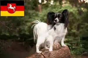 Mehr über den Artikel erfahren Kontinentaler Zwergspaniel Züchter und Welpen in Niedersachsen