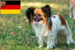 Mehr über den Artikel erfahren Kontinentaler Zwergspaniel Züchter und Welpen in Rheinland-Pfalz