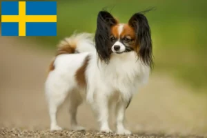 Mehr über den Artikel erfahren Kontinentaler Zwergspaniel Züchter und Welpen in Schweden