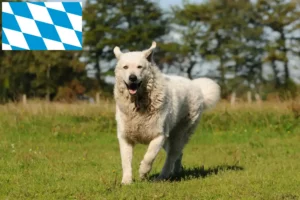 Mehr über den Artikel erfahren Kuvasz Züchter und Welpen in Bayern