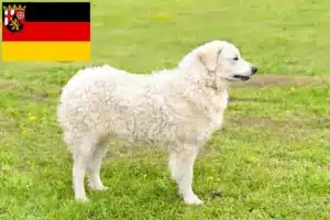 Mehr über den Artikel erfahren Kuvasz Züchter und Welpen in Rheinland-Pfalz