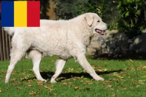 Mehr über den Artikel erfahren Kuvasz Züchter und Welpen in Rumänien