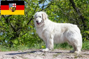 Mehr über den Artikel erfahren Kuvasz Züchter und Welpen im Saarland