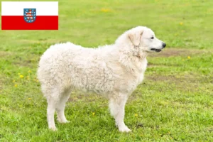 Mehr über den Artikel erfahren Kuvasz Züchter und Welpen in Thüringen