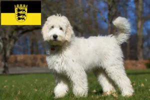 Mehr über den Artikel erfahren Labradoodle Züchter und Welpen in Baden-Württemberg