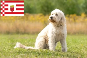 Mehr über den Artikel erfahren Labradoodle Züchter und Welpen in Bremen