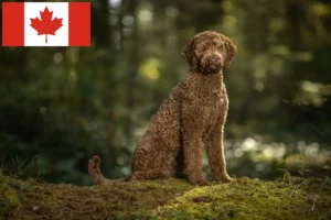 Mehr über den Artikel erfahren Labradoodle Züchter und Welpen in Kanada