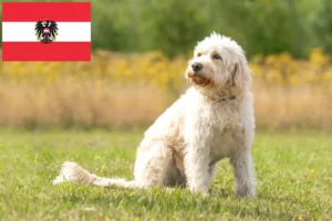 Mehr über den Artikel erfahren Labradoodle Züchter und Welpen in Österreich