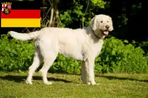 Mehr über den Artikel erfahren Labradoodle Züchter und Welpen in Rheinland-Pfalz