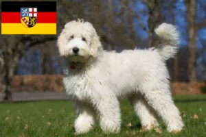 Mehr über den Artikel erfahren Labradoodle Züchter und Welpen im Saarland