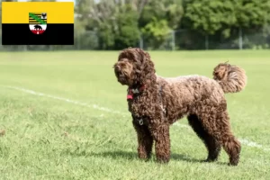 Mehr über den Artikel erfahren Labradoodle Züchter und Welpen in Sachsen-Anhalt