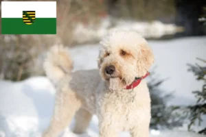 Mehr über den Artikel erfahren Labradoodle Züchter und Welpen in Sachsen