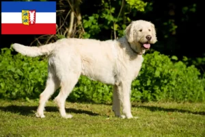 Mehr über den Artikel erfahren Labradoodle Züchter und Welpen in Schleswig-Holstein