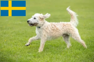 Mehr über den Artikel erfahren Labradoodle Züchter und Welpen in Schweden