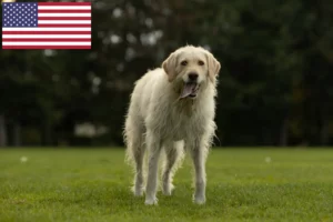 Mehr über den Artikel erfahren Labradoodle Züchter und Welpen in den USA