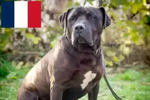 Mehr über den Artikel erfahren Labrastaff Züchter und Welpen in Frankreich