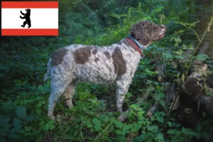 Mehr über den Artikel erfahren Lagotto Romagnolo Züchter und Welpen in Berlin