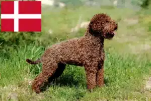 Mehr über den Artikel erfahren Lagotto Romagnolo Züchter und Welpen in Dänemark