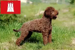 Mehr über den Artikel erfahren Lagotto Romagnolo Züchter und Welpen in Hamburg