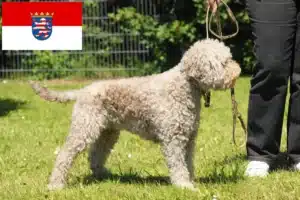 Mehr über den Artikel erfahren Lagotto Romagnolo Züchter und Welpen in Hessen