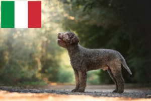 Mehr über den Artikel erfahren Lagotto Romagnolo Züchter und Welpen in Italien