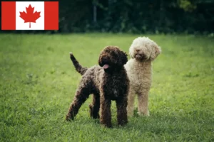 Mehr über den Artikel erfahren Lagotto Romagnolo Züchter und Welpen in Kanada