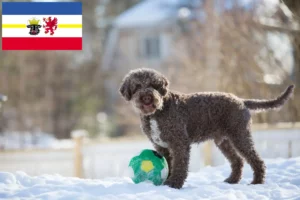 Mehr über den Artikel erfahren Lagotto Romagnolo Züchter und Welpen in Mecklenburg-Vorpommern