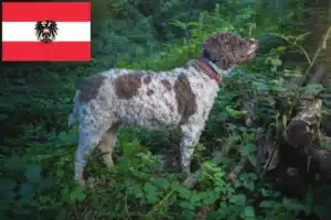 Mehr über den Artikel erfahren Lagotto Romagnolo Züchter und Welpen in Österreich