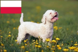 Mehr über den Artikel erfahren Lagotto Romagnolo Züchter und Welpen in Polen