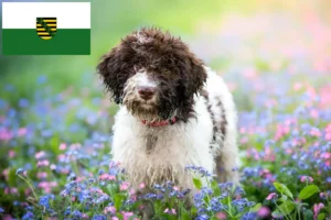 Mehr über den Artikel erfahren Lagotto Romagnolo Züchter und Welpen in Sachsen