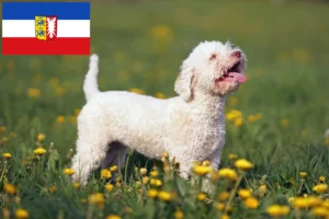 Mehr über den Artikel erfahren Lagotto Romagnolo Züchter und Welpen in Schleswig-Holstein