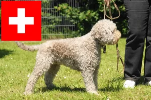 Mehr über den Artikel erfahren Lagotto Romagnolo Züchter und Welpen in der Schweiz