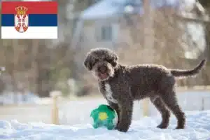 Mehr über den Artikel erfahren Lagotto Romagnolo Züchter und Welpen in Serbien