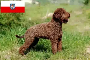 Mehr über den Artikel erfahren Lagotto Romagnolo Züchter und Welpen in Thüringen