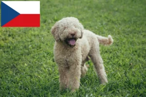 Mehr über den Artikel erfahren Lagotto Romagnolo Züchter und Welpen in Tschechien