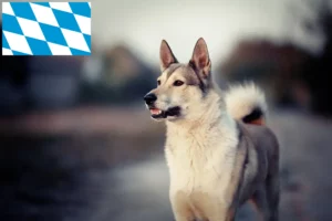 Mehr über den Artikel erfahren Laika Züchter und Welpen in Bayern