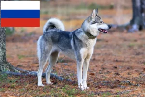 Mehr über den Artikel erfahren Laika Züchter und Welpen in Russland