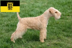 Mehr über den Artikel erfahren Lakeland Terrier Züchter und Welpen in Baden-Württemberg