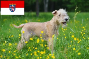 Mehr über den Artikel erfahren Lakeland Terrier Züchter und Welpen in Hessen