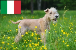 Mehr über den Artikel erfahren Lakeland Terrier Züchter und Welpen in Italien