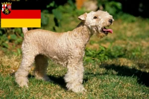 Mehr über den Artikel erfahren Lakeland Terrier Züchter und Welpen in Rheinland-Pfalz