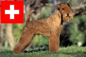 Mehr über den Artikel erfahren Lakeland Terrier Züchter und Welpen in der Schweiz