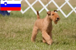 Mehr über den Artikel erfahren Lakeland Terrier Züchter und Welpen in Slowenien