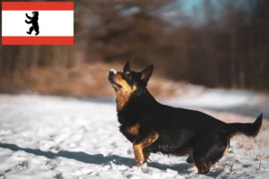 Mehr über den Artikel erfahren Lancashire Heeler Züchter und Welpen in Berlin