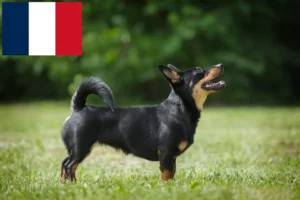 Mehr über den Artikel erfahren Lancashire Heeler Züchter und Welpen in Frankreich