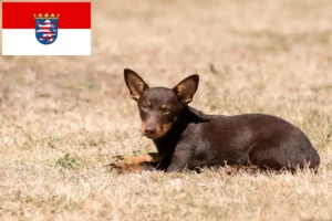 Mehr über den Artikel erfahren Lancashire Heeler Züchter und Welpen in Hessen