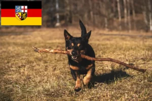 Mehr über den Artikel erfahren Lancashire Heeler Züchter und Welpen im Saarland